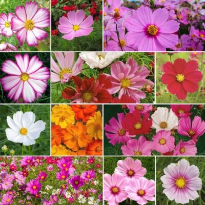 Cosmos CRAZY FOR COSMOS Mix Loves Heat Pollinators Heirloom Non