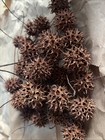 55 Sweet Gum Tree (Liquidambar) Spiked Ball Pods For Dried Crafts, Wreaths Etc. — photo 3