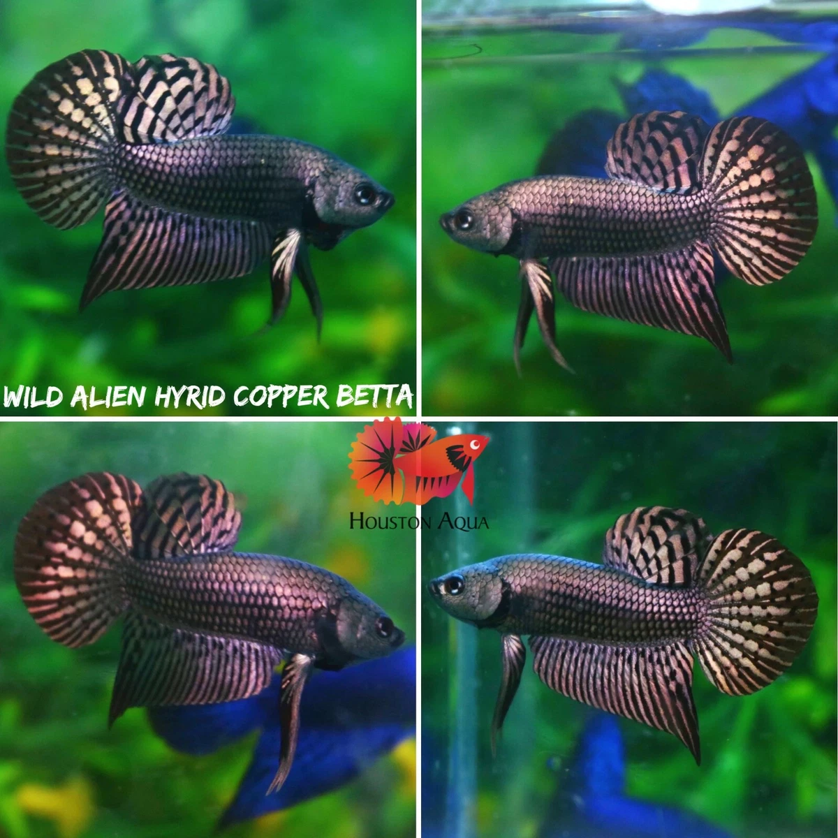 Wild betta fish for sale top