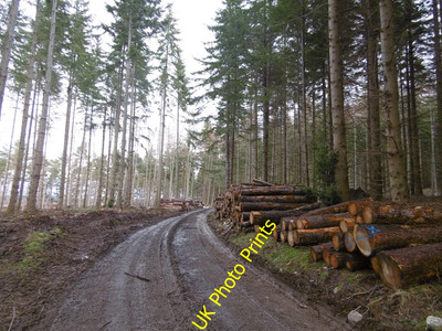 Foto 6x4 Holzfällerstraße, hoher Holz-Tornagrain nach kürzlich geräumter Fällung. c2016