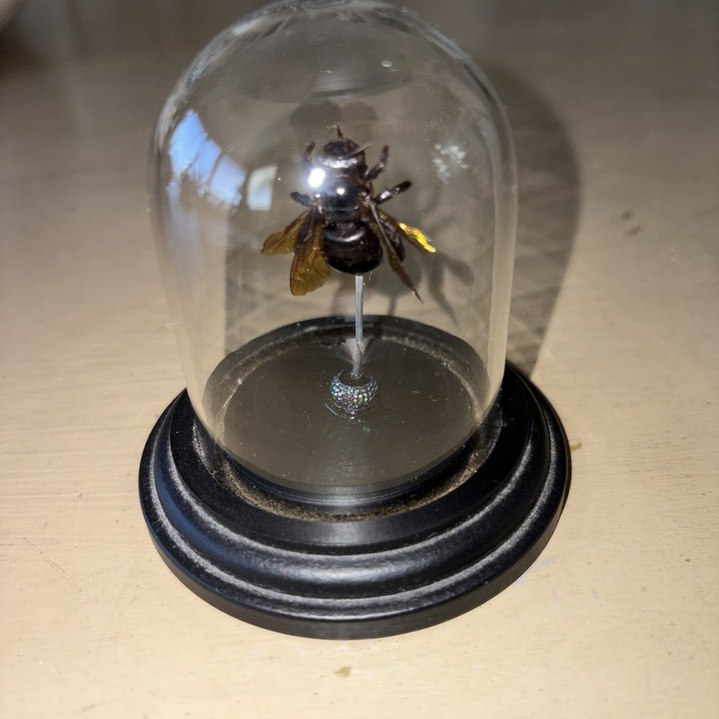 The Black Carpenter Taxidermy Bee in Glass Dome (Xylocopa caerulea)