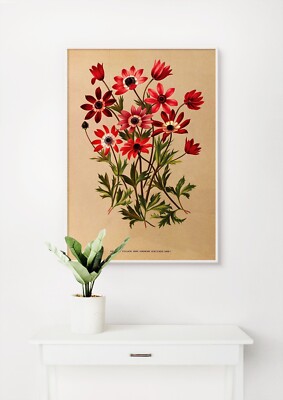 Arentina Hendrica Arendsen: Anemone Hortensis Varr. Kunst Giclée Museum Geschenk Druck