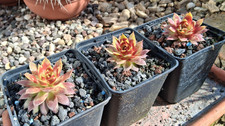 Sempervivum Chick Charms® Giants Gold Mine® Hauswurz winterhart eine Pflanze