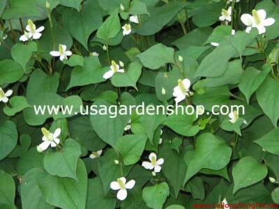 elfbar elfa kaufen Bare Root Houttuynia Cordata Plants - Fish Mints (Diep ca Rau Vap Ca)