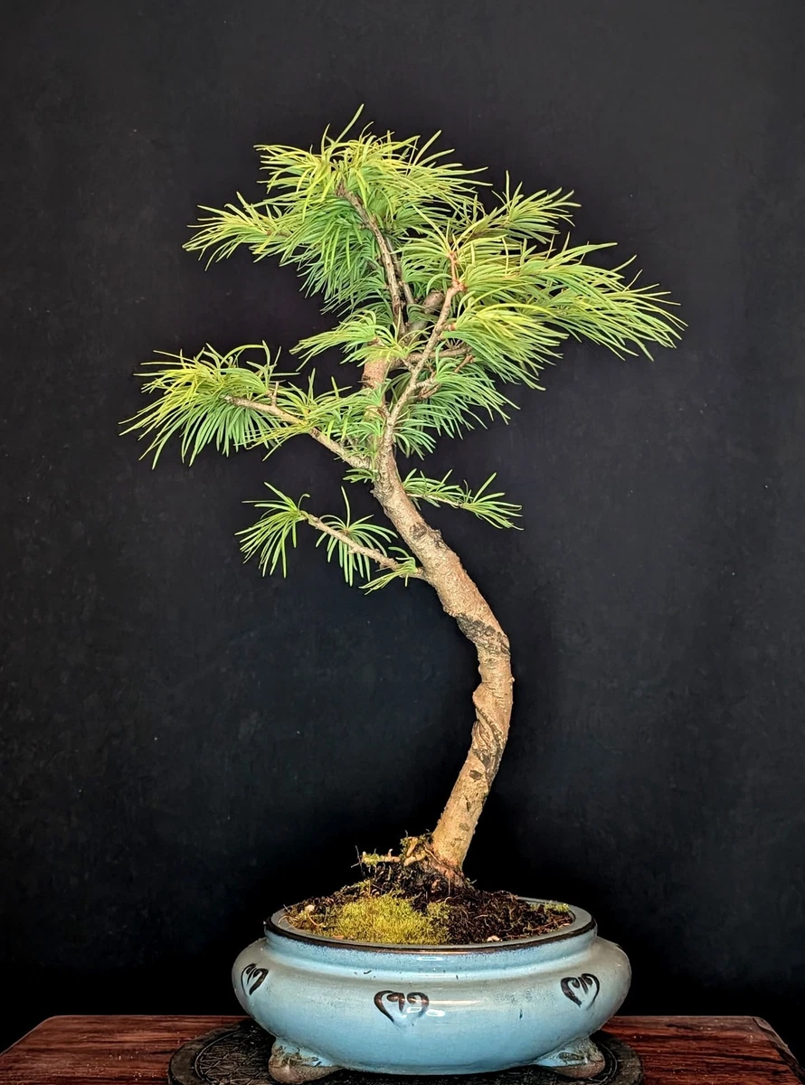 Auenbereich Larix Pflanzen, Bonsai online kaufen | eBay.de