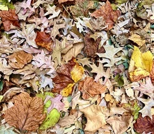 5 Gallons Organic Oak Leaf Litter Isopods Reptile Vivarium Heat Treated Leaves