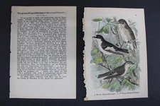 Birds, German, Songbirds, 1899, Grey Flycatcher, Pied Flycatcher
