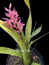 Aechmea PURPUROSEA SPIRIT - Rare -Hard To Find !!