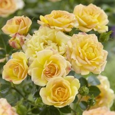 Rose Yellow Fairy In A 1 Litre Pot- Gorgeous yellow   , FREE DELIVERY