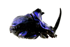 Phanaeus for collectors | Horned Rhinoceros Dung Beetles