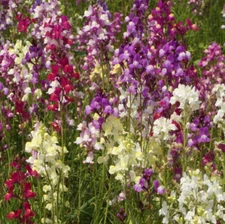 SNAPDRAGON FLOWER SEEDS 5000+ "NORTHERN LIGHTS" mixed colors Free USA Shipping