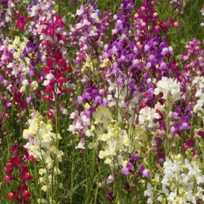 #ad SNAPDRAGON FLOWER SEEDS 5000 quot;NORTHERN LIGHTSquot; mixed colors Free USA Shipping $2.10