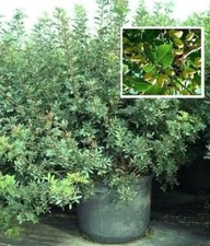 Pistazienbaum besondere Bäume frosthart immergrüne schnellwüchsige Topfpflanzen