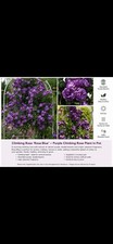 Rosa Blue Climbing Rose Plant Purple Scented Garden Rose in