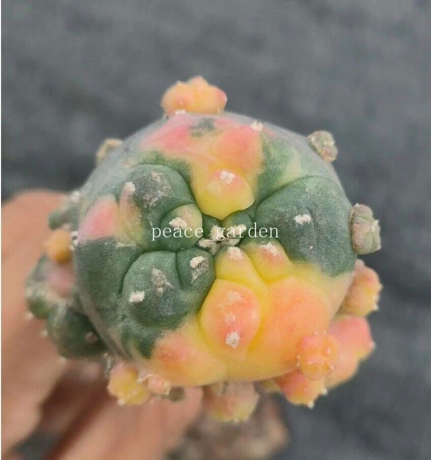 LW cactus variegated Succulent Plant Garden Décor Boutique degrafted 5-7cm