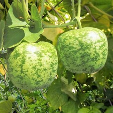 Apple Gourd 5 Ct Lagenaria Siceraria Vegetable Garden NON-GMO USA FREE SHIPPING