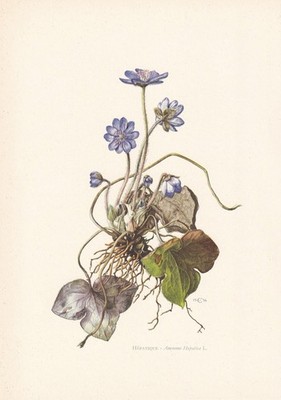 1960 LEBERWORT Druck - Botanisches Wandbild - Pflanzendruck - 7,5 x 10,6 cm