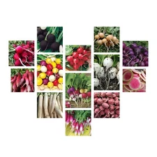 Radish Seeds Collection, NON-GMO, 14 Different Varieties, Heirloom, FREE SHIP