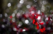 HELIOS 44-3 f2/58mm M42 mount Bokeh Flare Trioplan effect Bubble effect 