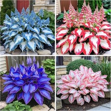 200 Hosta Seeds Heart-Shaped Bare Roots - Rich Foliage, Low