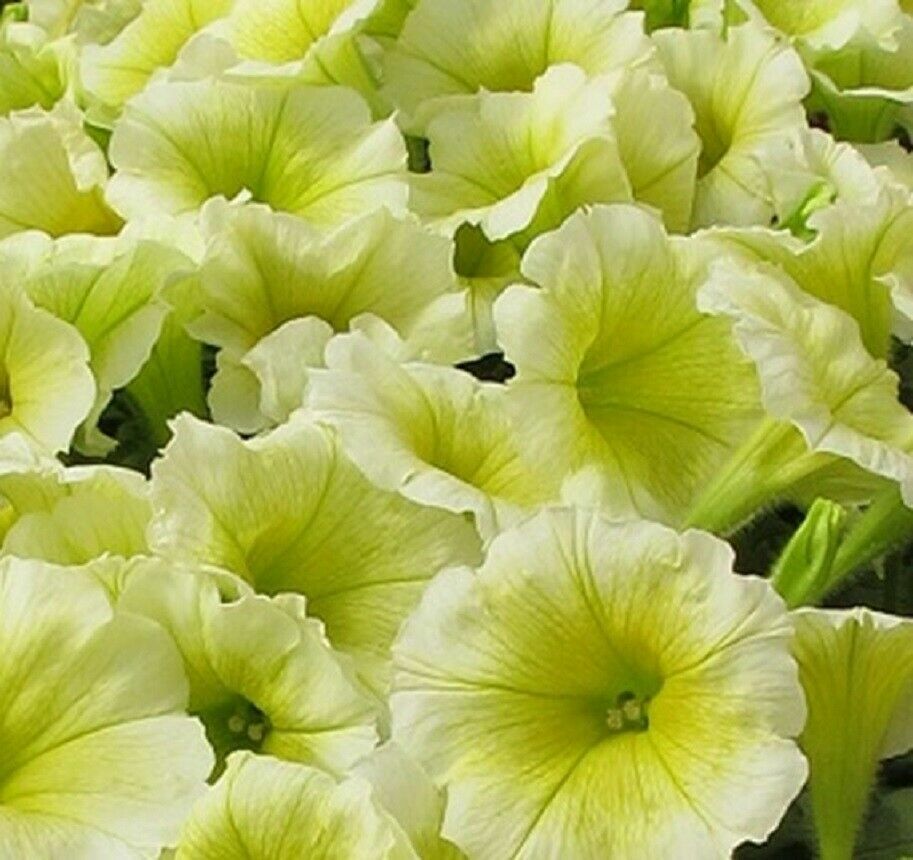 ~ Easy Wave YELLOW * Trailing Petunia * 20 Pelleted Seeds | eBay