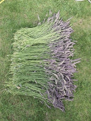Trockene Lavendelstiele British Grown Lilac Trockenblumensträuße ca. 40-50cm 100 Stück