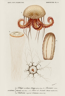 Pelagia Noctiluca Jellyfish - Berenice Rosea - 1849 - Illustration Poster