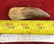 Rare Carcharodontosaurus Dinosaur Tooth T Rex Cousin 95 Mil Yrs Fossil 2 1/2”