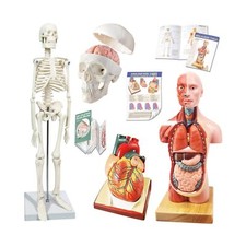 Human Skeleton Model,Skull Model,Heart Models-Best Anatomy Model Bundle Set o...