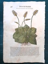 MATTIOLI MATTHIOLI Erbario a figure grandi originale del 1604 PIANTAGINE