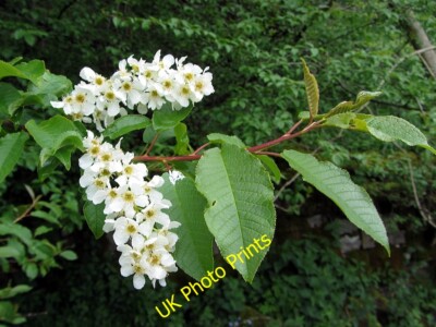 Photo 6x4 Bird cherry  (Prunus padus) near River South Tyne Leadgate/NY7 c2015