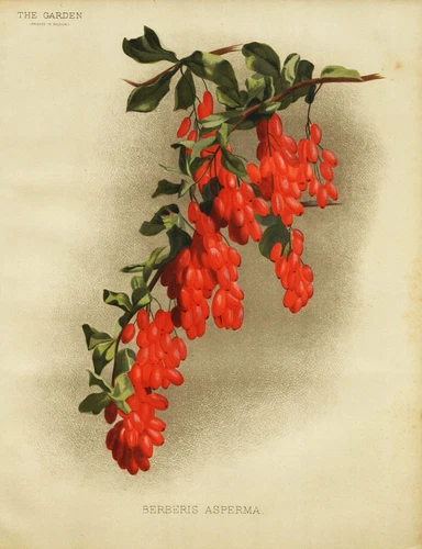 Crespino Berberis Asperma Fiori Botanica Botany Robinson Litho 1889 - Foto 1 di 1