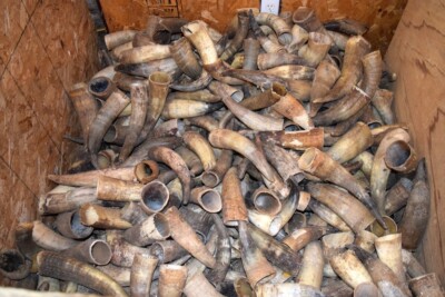 Bull horns cow steer Horn RAW NATURAL 8'' to 13'' BLACK POWDER 10 PC- lot #4