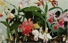 POSTCARD-ORCHIDS TO YOU-WHICH THRIVE IN THE HAWAIIAN ISLANDS
