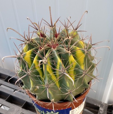 Ferocactus Bright Red Fish Hook Variegated Cactus Specimens | eBay