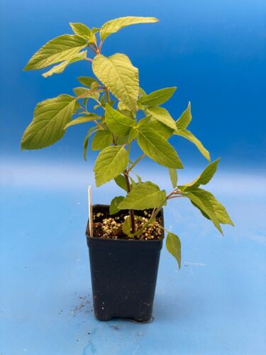 Pineapple Sage Live 3" Starter Plant - Salvia Elegans - Hummingbird Magnet! - Picture 2 of 5