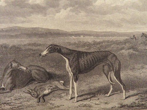 1818 HUNTING 1ed Field Sports Fishing Horse & DOG Fowling Racing FINE BINDING - Picture 19 of 24