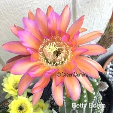 BETTY BOOM Echinopsis Rooted Plants Cactus Succulents