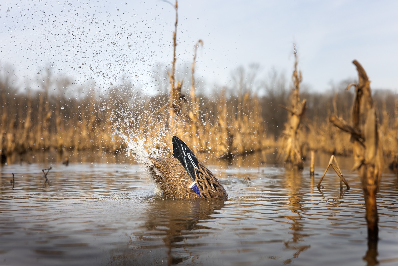 ALL NEW HIGDON PULSATOR PRO MALLARD DRAKE MOTION DECOY/ THE BEST JUST GOT BETTER