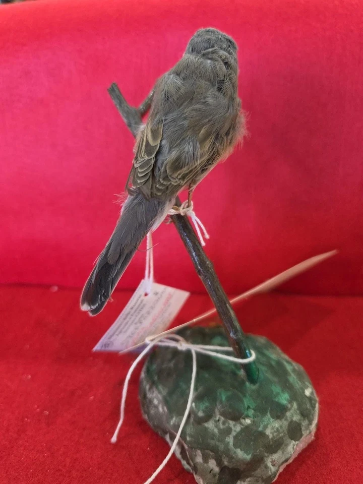 Taxidermia de montaje de pájaro curruca subalpina elevada cautiva BJ209 Foto 4 de 4