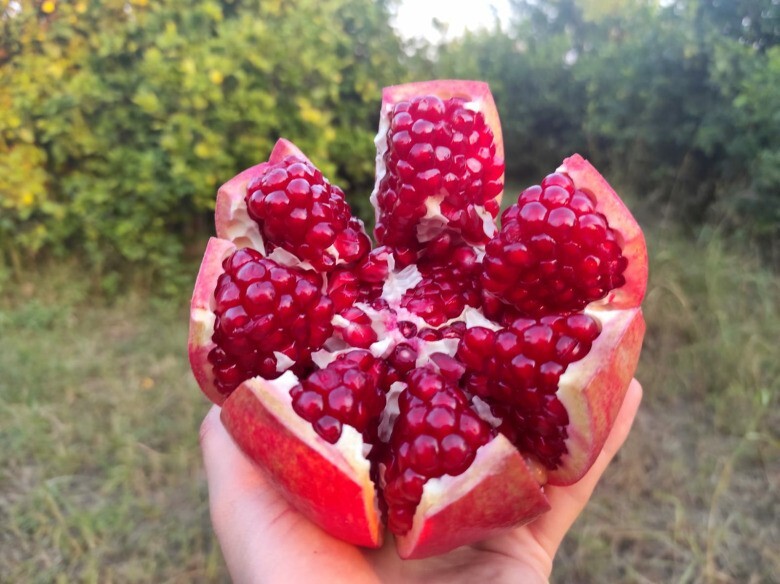 HİJAZ POMEGRANE SEEDLING(Grafted) FROM TURKEY