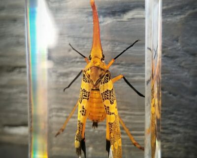 Lanternfly in Resin, Insects in Lucite, Oddities, Curiosities, Pyrops Candelaria