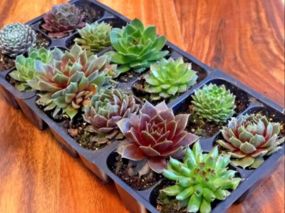 Cold Hardy Succulents Hens & Chicks Sempervivum Plants 2" In/Outdoor Set of  4 | eBay