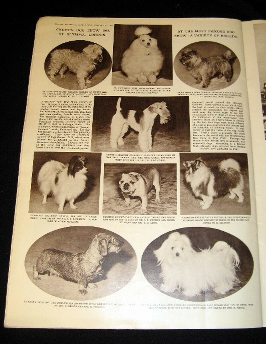 CRUFTS DOG SHOW 1962 PICTORIAL MALTESE BULLDOG CAIRN TERRIER TOY