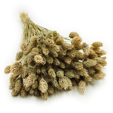 Getrocknetes Phalaris - Kanariengras - (Kanariengras) - Nat&uuml;rlich