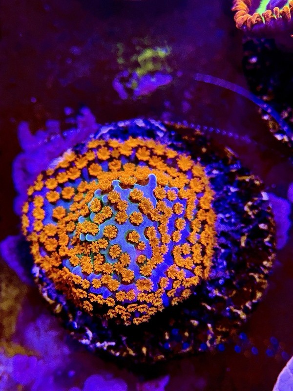 TNTcoral Rainbow Monti - WYSIWYG-Zoa-Frag-Live Coral-Saltwater-Reef-LPS-SPS