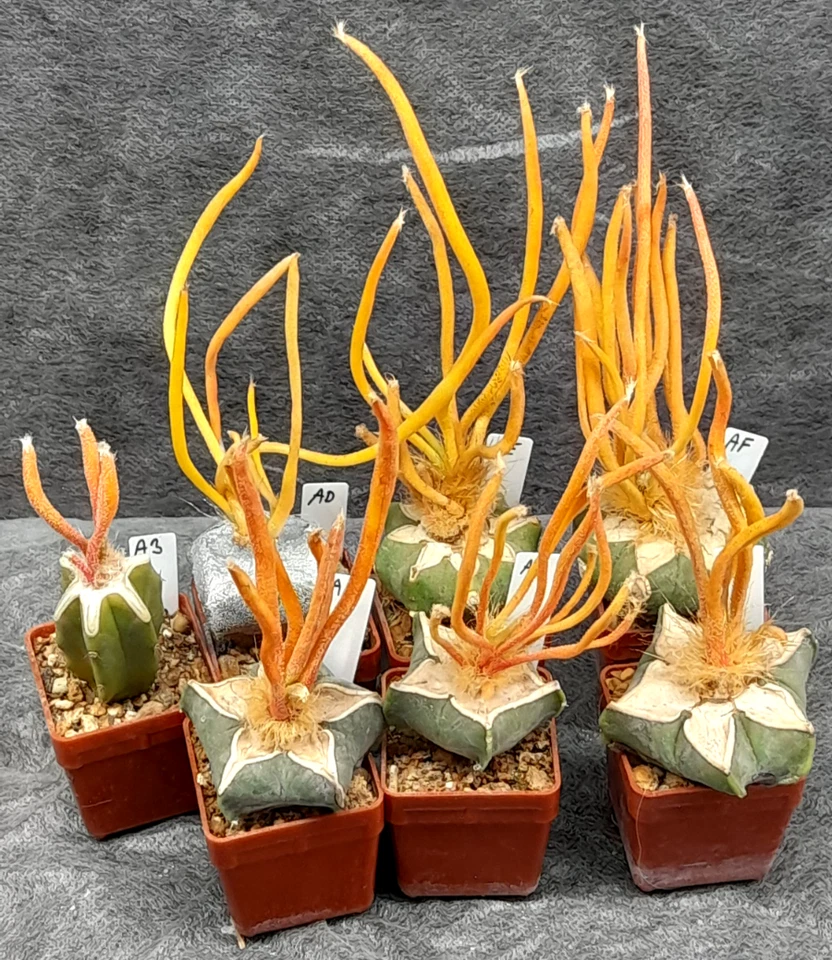 AA ASTROPHYTUM DIGITOSTIGMA CAPUT-MEDUSAE VARIEGATA, cactus cactus succulento