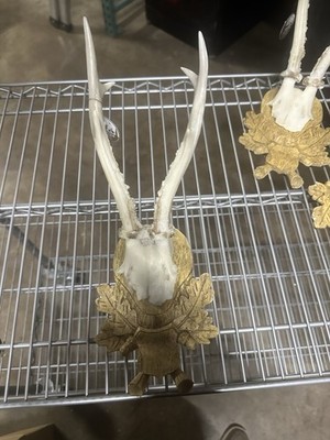 Roe Deer Reproduction European Mount