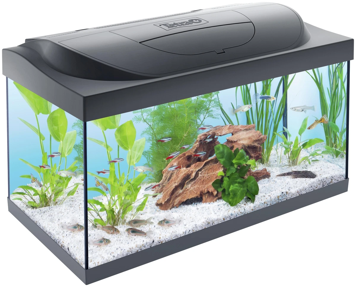 Pets at home 2025 starter fish tank