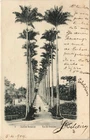 PC BRAZIL, RIO DE JANEIRO, JARDIM BOTANICO, Vintage Postcard (b36481)